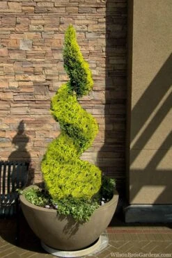 Goldcrest Monterey Lemon Cypress Spiral Topiary - 2 Gallon Pot