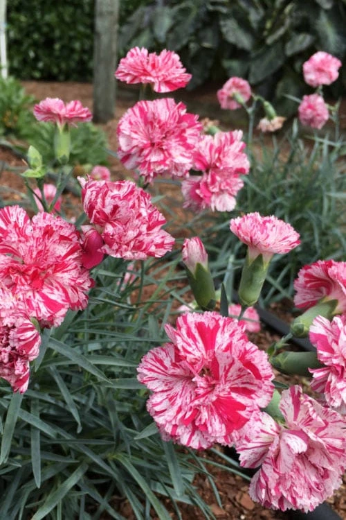 Pinball Wizard Dianthus - 1 Gallon Pot - Image 4