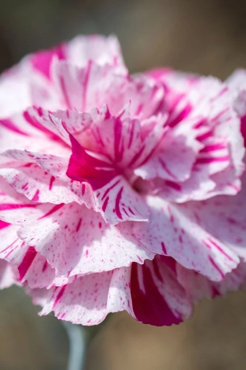 Pinball Wizard Dianthus - 1 Gallon Pot - Image 10