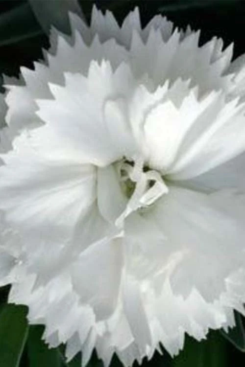Super Trouper White Dianthus - 5 Pack Of Quart Pots - Image 5