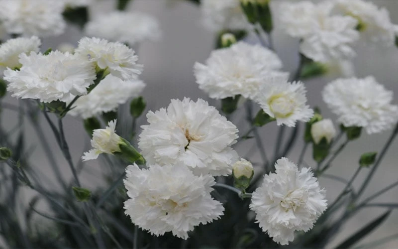 Super Trouper White Dianthus - 5 Pack Of Quart Pots - Image 4