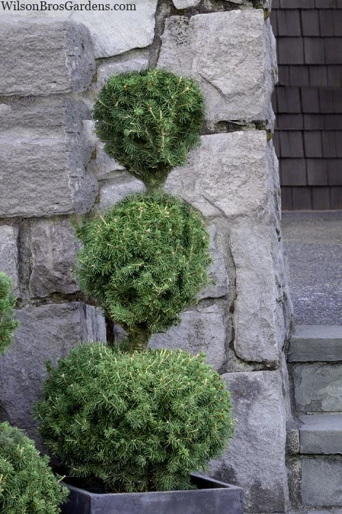 Poodle Tier Dwarf Alberta Spruce Topiary - 2 Gallon Pot
