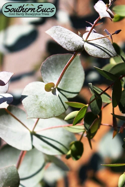 Maggie Cold Hardy Eucalyptus Tree (Eucalyptus Nova Anglica) - 1 Gallon Pot