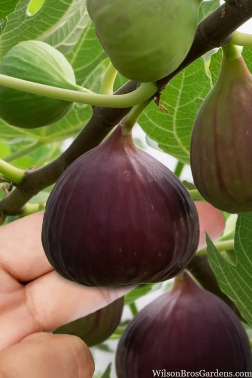 Little Ruby Dwarf Fig Tree - 3 Gallon Pot