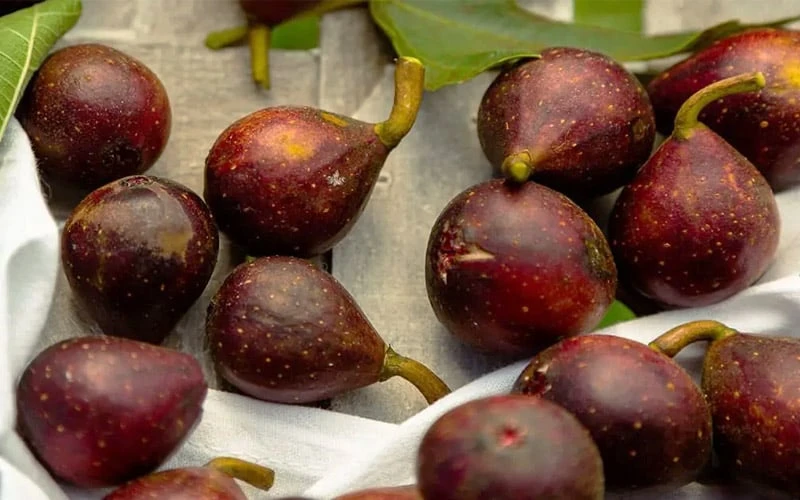 Little Ruby Dwarf Fig Tree - 3 Gallon Pot - Image 5