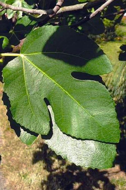 Little Ruby Dwarf Fig Tree - 3 Gallon Pot - Image 7