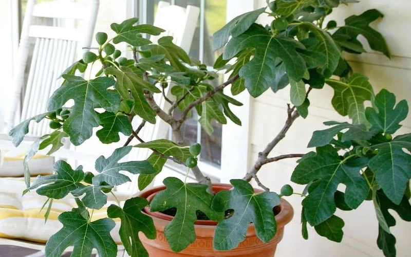 Little Ruby Dwarf Fig Tree - 3 Gallon Pot - Image 6