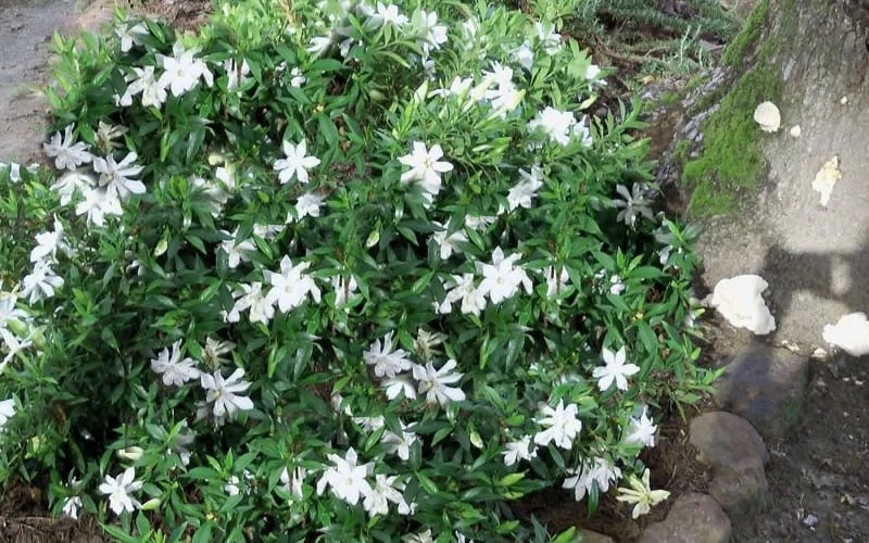 Frost Proof Gardenia - 1 Gallon Pot - Image 4