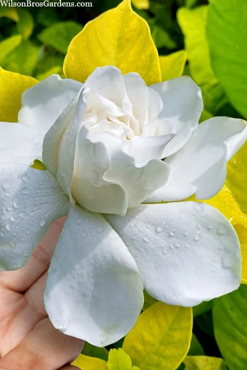 Gold Doubloon Gardenia - 3 Gallon Pot