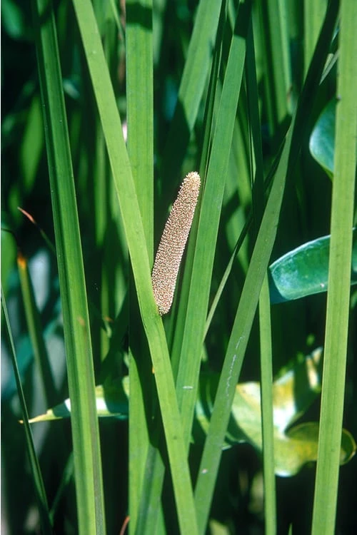 American Sweet Flag (Acorus Americanus) - 1 Gallon Pot - Image 6