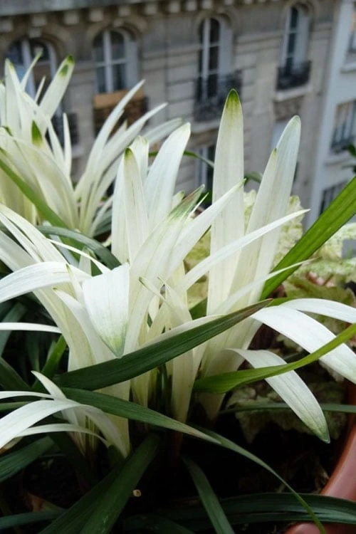 Okina Liriope (Frosted Monkey Grass) - 1 Gallon Pot - Image 6