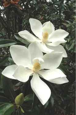 Alta Southern Magnolia - 7 Gallon Pot (3-4')