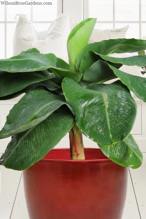 Little Prince Banana Plant - 1 Gallon Pot - Image 4