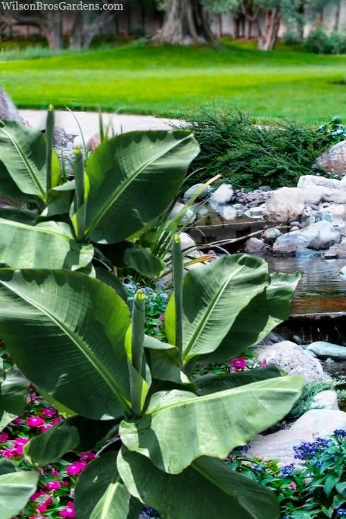 Little Prince Banana Plant - 1 Gallon Pot