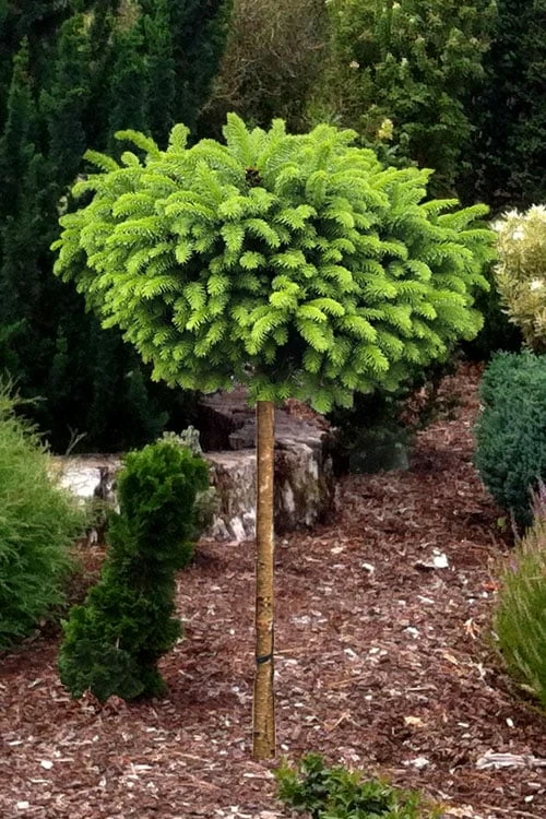 Little Gem Dwarf Norway Spruce Tree (Single Trunk) - 2 Gallon Pot - Image 4
