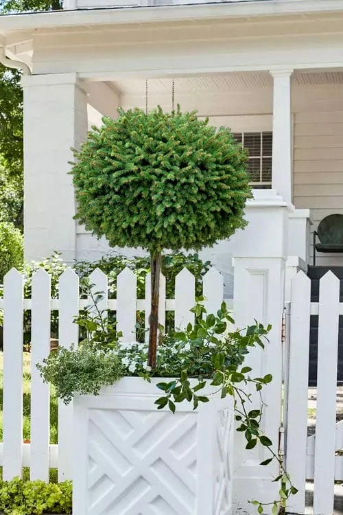 Little Gem Dwarf Norway Spruce Tree (Single Trunk) - 2 Gallon Pot - Image 5