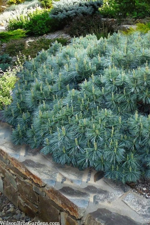 Coney Island White Pine - 2 Gallon Pot