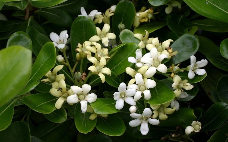 Green Pittosporum (Japanese Mock Orange) - 3 Gallon Pot - Image 4