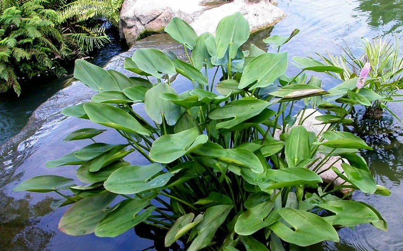 Heartleaf Purple Pickerel Weed (Pontaderia Cordata) - 1 Gallon Pot - Image 6