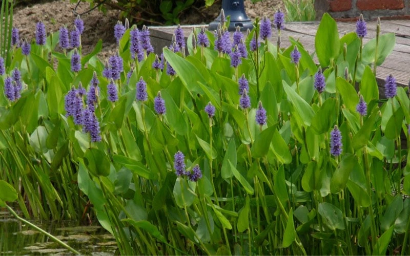 Heartleaf Purple Pickerel Weed (Pontaderia Cordata) - 8 Pack Of 1 Gallon Pot - Image 4