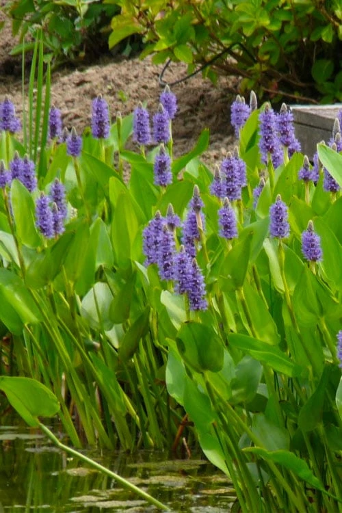 Heartleaf Purple Pickerel Weed (Pontaderia Cordata) - 8 Pack Of 1 Gallon Pot - Image 5