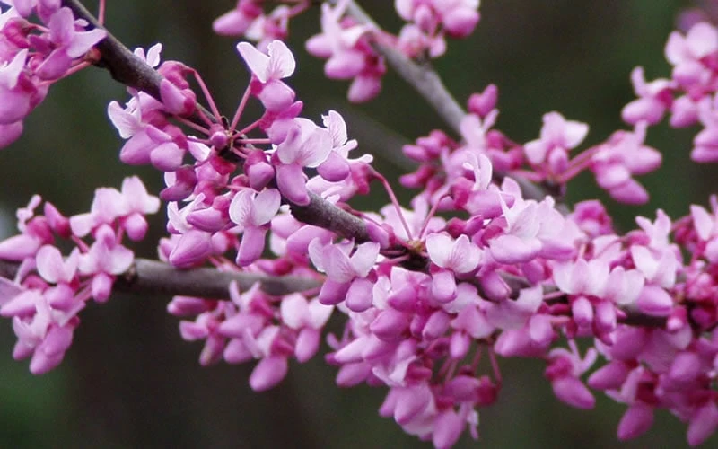 Eastern Redbud - 3 Gallon Pot - Image 4