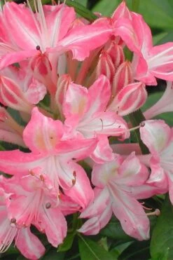 Ribbon Candy Swamp Azalea (Rhododendron Viscosum) - 2 Gallon Pot