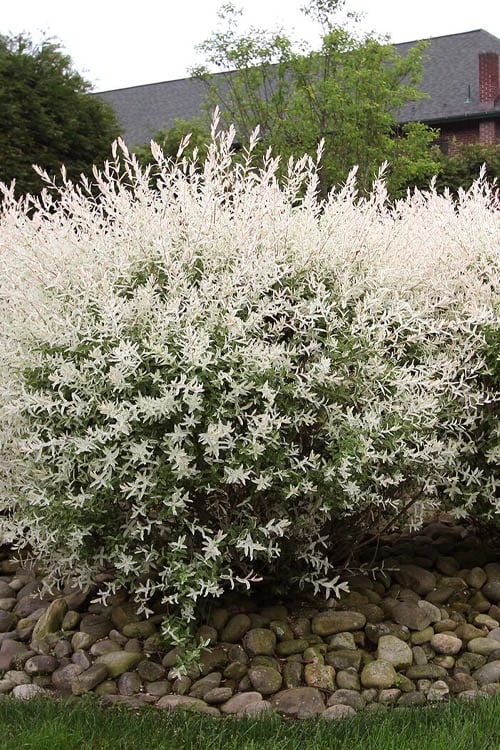 Flamingo Dappled Willow (Shrub Form) - 2 Gallon Pot - Image 5