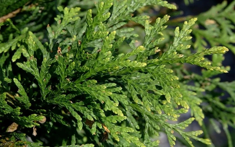 Green Giant Arborvitae - 7 Gallon Pot (5-6') - Image 5