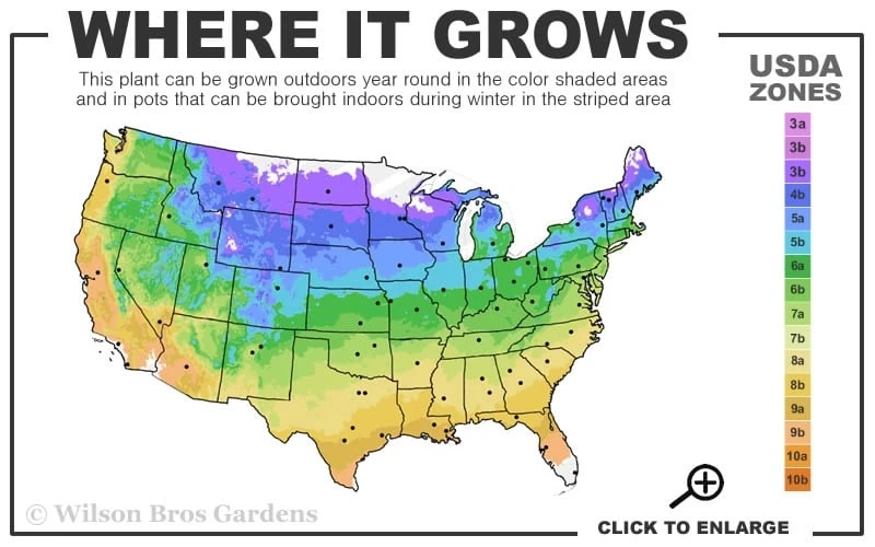 Blackhaw Viburnum - 2 Gallon Pot - Image 3
