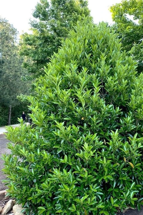 Mirror Leaf Sweet Viburnum - 1 Gallon Pot - Image 4