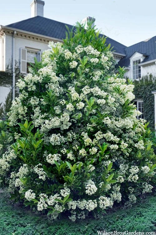 Mirror Leaf Sweet Viburnum - 7 Gallon Pot (2-3')