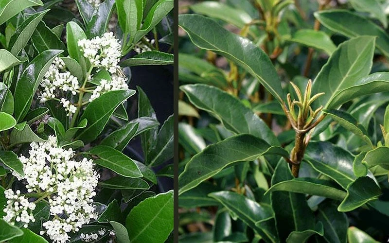 Mirror Leaf Sweet Viburnum - 1 Gallon Pot - Image 5