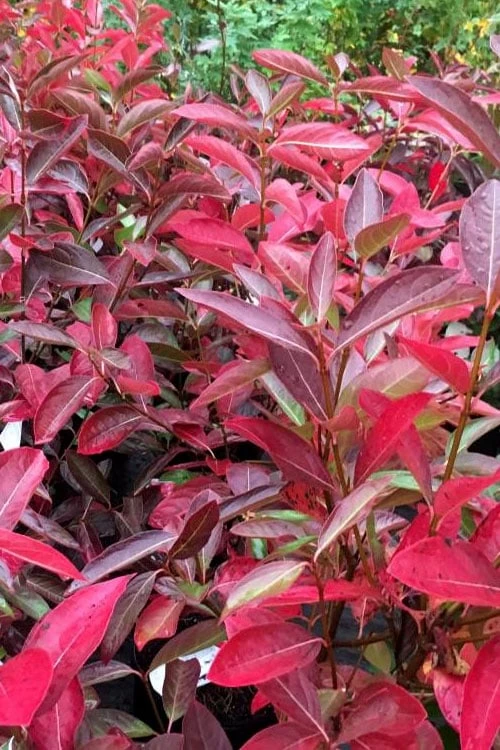 Winterthur Viburnum - 3 Gallon Pot - Image 5