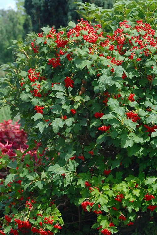 Dwarf European Cranberry Bush - 1 Gallon Pot - Image 4