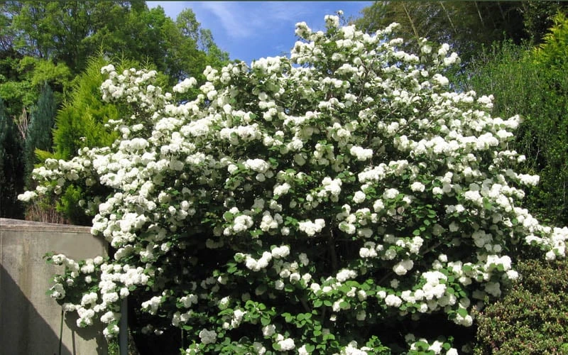 Japanese Snowball Bush (Viburnum Plicatum) - 2 Gallon Pot - Image 4