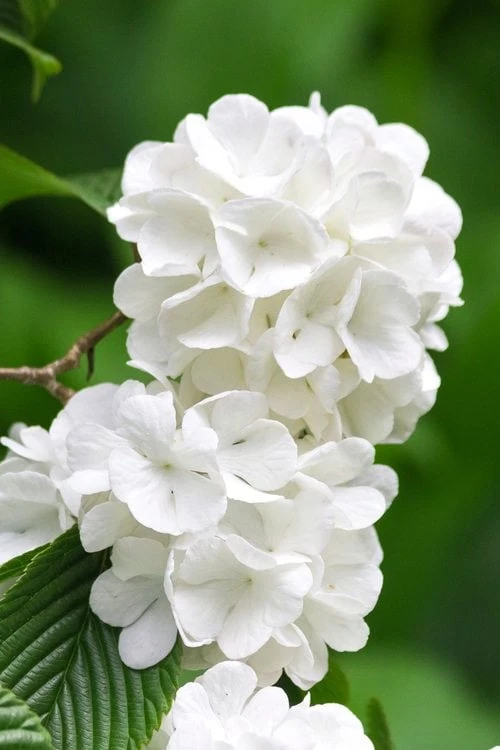 Japanese Snowball Bush (Viburnum Plicatum) - 2 Gallon Pot - Image 5
