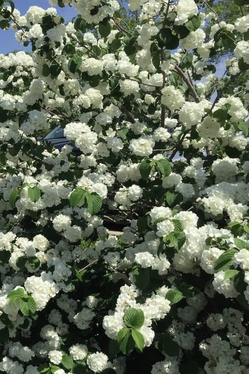 Japanese Snowball Bush (Viburnum Plicatum) - 2 Gallon Pot - Image 6