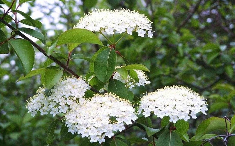 Blackhaw Viburnum - 2 Gallon Pot - Image 6