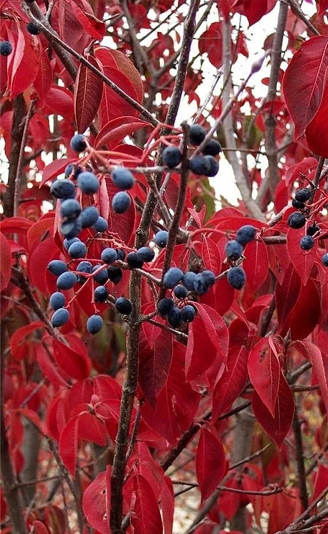 Blackhaw Viburnum - 2 Gallon Pot - Image 7