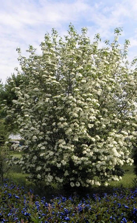 Blackhaw Viburnum - 2 Gallon Pot - Image 4