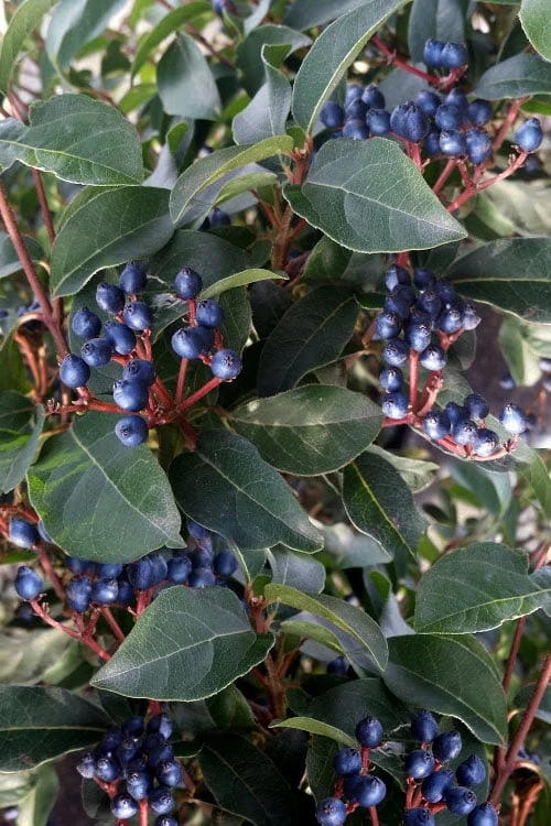 Spring Bouquet Viburnum - 6 Pack Of 1 Gallon Pots - Image 7